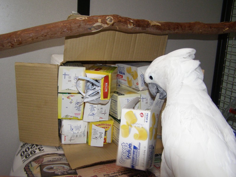 Ideas for Bird Toys and Enrichments